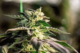 Cannabis Seeds Iowa A Comprehensive Guide to Growing Marijuana in the Heart of the Midwest Cannabis Seeds Iowa A Comprehensive Guide to Growing Marijuana in the Heart of the Midwest