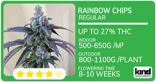Cannabis Seeds Iowa A Comprehensive Guide to Growing Marijuana in the Heart of the Midwest Cannabis Seeds Iowa A Comprehensive Guide to Growing Marijuana in the Heart of the Midwest