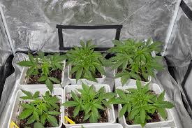 Cannabis Seeds Washington A Comprehensive Guide Cannabis Seeds Washington A Comprehensive Guide