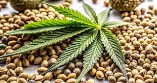 Cannabis Seeds Washington A Comprehensive Guide Cannabis Seeds Washington A Comprehensive Guide