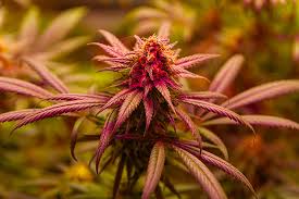 Exploring Cannabis Seeds Newfoundland A Comprehensive Guide Exploring Cannabis Seeds Newfoundland A Comprehensive Guide